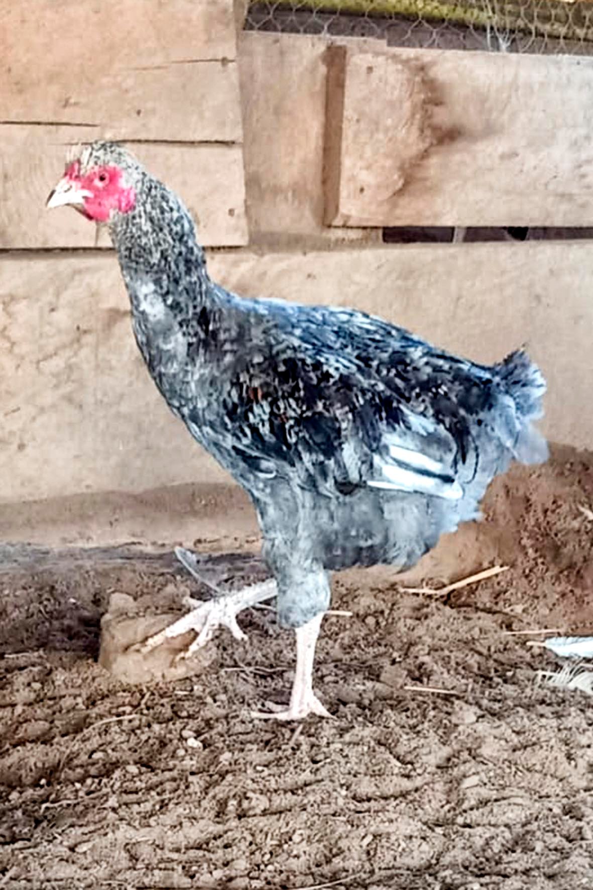 WhatsApp Image 2025-04-03 at 7.35.01 PM (1) copia.jpg